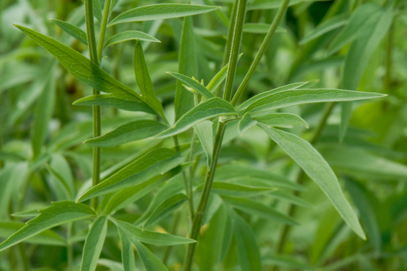 Gray-Headed Prairie Coneflower